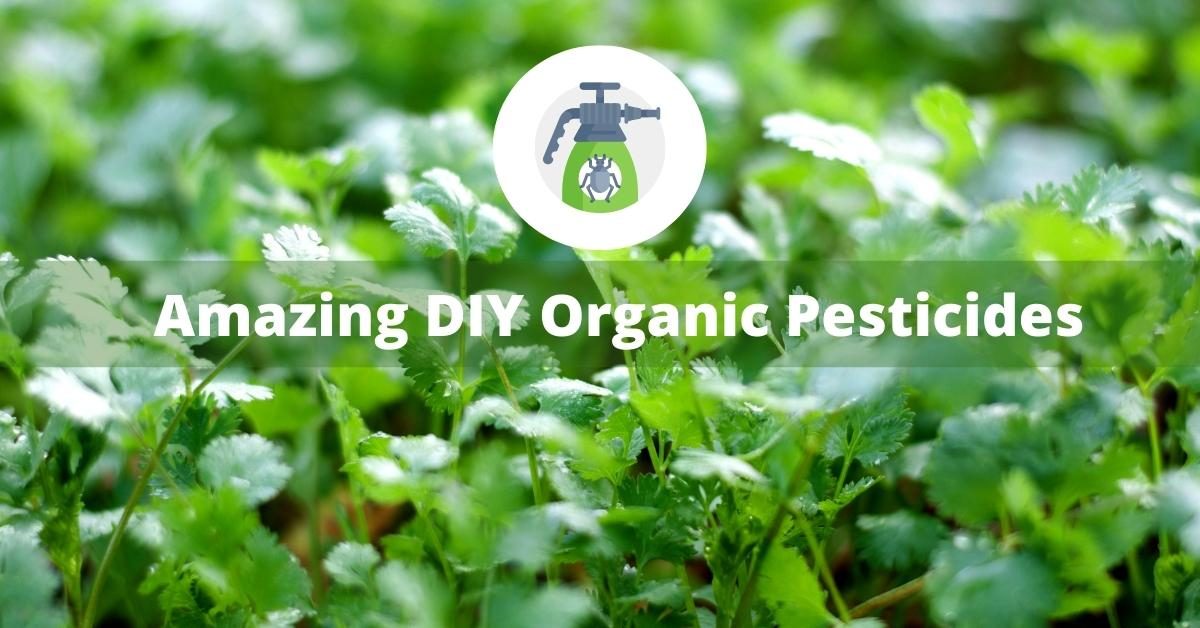 Amazing-DIY-Organic-Pesticides